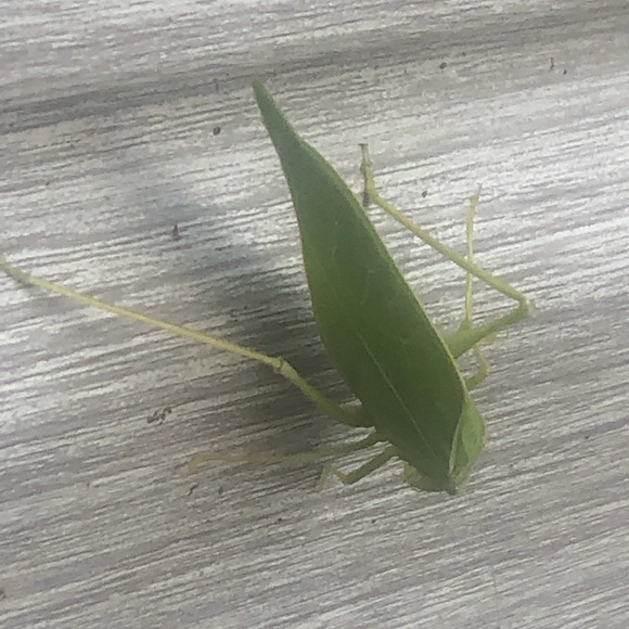 Meet your Posher, Angela - Picture 3 of 8